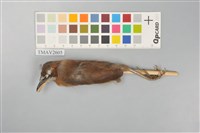 藏品(小彎嘴)的圖片